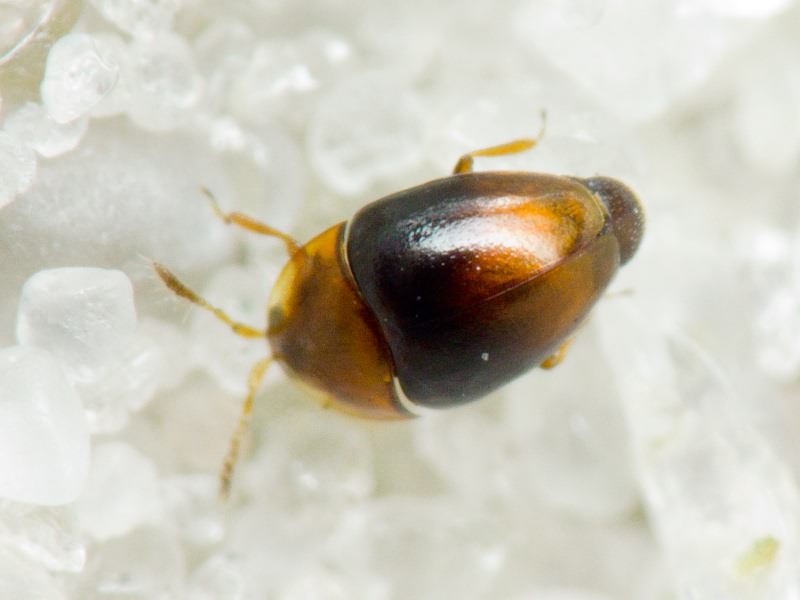 Corylophus cassidoides (Marsham, 1802)